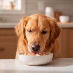 Alimento Húmedo para Perro Adulto Todas las Razas Filetes de Pollo en Salsa 100 Grs