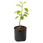 Planta Natural de Pera Injertado en Bolsa de Cultivo