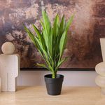 Dracaena Tronco de Brasil Decorativa en Maceta Negra