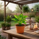 Planta Teléfono Variegado en Maceta 4 Plg