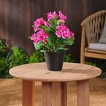 Planta Decorativa Geranio Fucsia con Maceta Negra