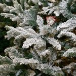 Árbol de Navidad Nevado con Bayas y Conos 2.28 Metros