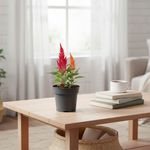 Celosía en Maceta 14 Cm