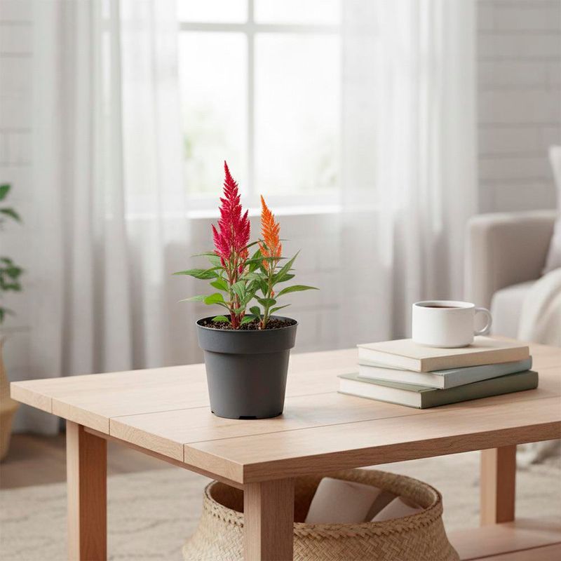 Celosía en Maceta 14 Cm