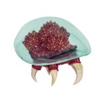 Figura Metroid Prime Criatura Alienígena 6 Plg