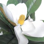 Árbol Magnolia con Pote 30 x 60 cm