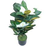 Árbol Magnolia con Pote 30 x 60 cm