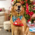 Triangulo Navideño de Alimento Deshidratado para Mascota