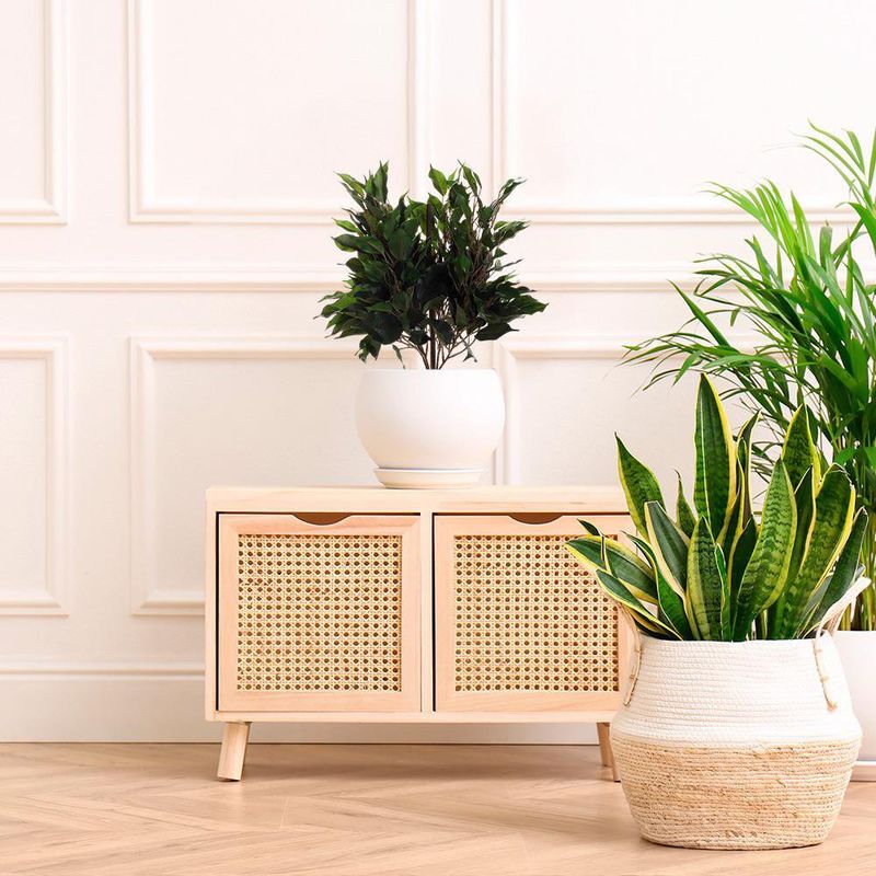 Planta Ficus en Maceta 28X28X40 cm