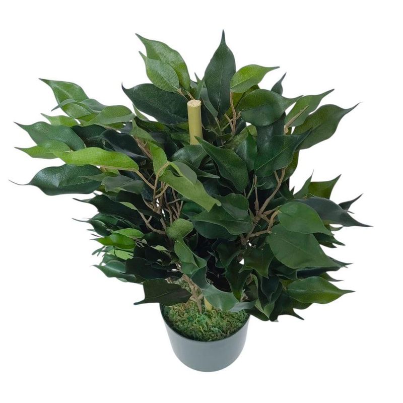 Planta Ficus en Maceta 28X28X40 cm