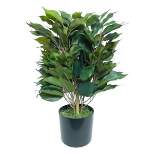 Planta Ficus en Maceta 28X28X40 cm