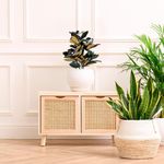 Árbol Magnolia con Pote 30 x 60 cm