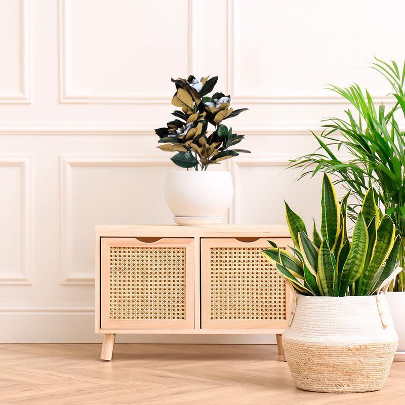 Árbol Magnolia con Pote 30 x 60 cm