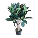 Planta de Hule en Maceta 40X40X80 cm