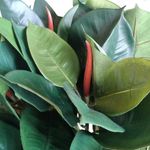 Planta de Hule en Maceta 40X40X80 cm