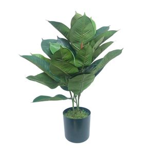 Planta de Hule en Maceta 35X35X60 cm