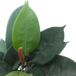 Planta de Hule en Maceta 35X35X60 cm