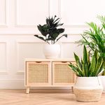 Planta de Hule en Maceta 35X35X60 cm