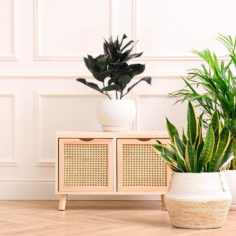 Planta de Hule en Maceta 35X35X60 cm