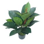 Planta de Hule en Maceta 35X35X60 cm
