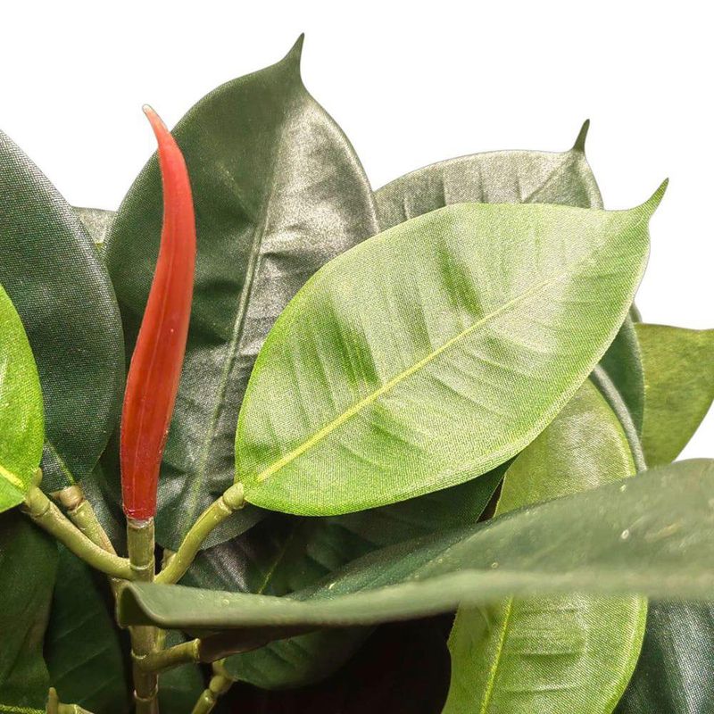 Árbol de Hule en Maceta 40X40X70 cm