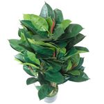 Árbol de Hule en Maceta 46X46X90 cm