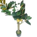 Árbol Magnolia en Maceta 43X43X120 cm