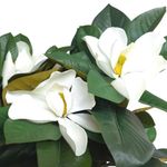 Árbol Magnolia en Maceta 43X43X120 cm