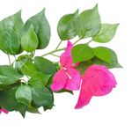 Árbol Bugambilia en Maceta 45X45X100 cm