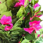 Árbol Bugambilia en Maceta 45X45X100 cm