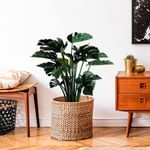 Planta Monstera en Maceta 40X40X90 cm