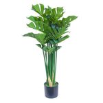 Planta Monstera en Maceta 40X40X90 cm