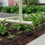 Te "T" de PVC Liso 2 Plg Sch40