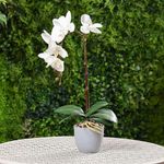 Orquídea Blanca Decorativa Minimalista en Maceta Gris
