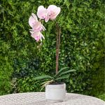 Orquídea Rosa Decorativa en Maceta Texturada