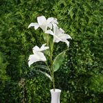 Rama de Lirio Artificial Blanco