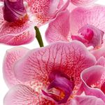 Rama de Orquídea Artificial Rosa