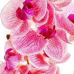 Orquídea Decorativa con Pote