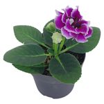 Planta Gloxinea con Flores Violetas en Maceta de 6 Plg