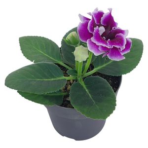Planta Gloxinea con Flores Violetas en Maceta de 6 Plg