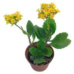 Planta Kalanchoe Flor Amarilla en Maceta 10.5 Cm