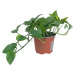 Planta Teléfono en Maceta de 7 Plg Color Verde