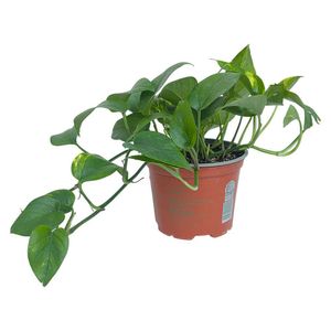 Planta Teléfono en Maceta de 7 Plg Color Verde