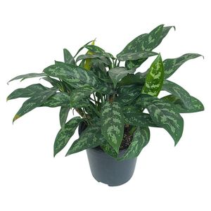 Planta Decorativa Aglonema Verde en Maceta de 7 Plg