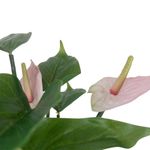 Anturio Artificial con Maceta 22 x 36 Cm