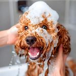 Shampoo para Perro Animal Planet Neutralizador de Malos Olores de 610 ml