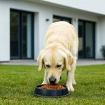 Concentrado para Perro Adulto Complete Adult Sabor Pollo Bolsa de 50 Libras