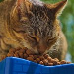 Concentrado para Gato Adulto  Select Calorías Controladas 1.5 Kg