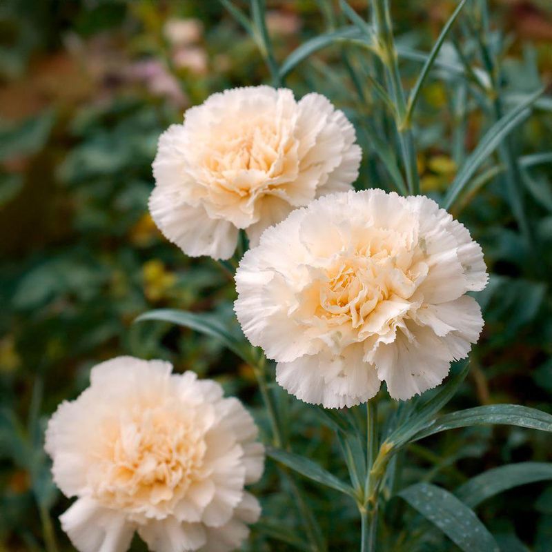 Semillas de Clavel Blanco Germoveg’s