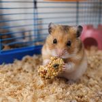 Golosina en Barra Kaytee Honey Treat para Hamster y Gerbo de 8 oz